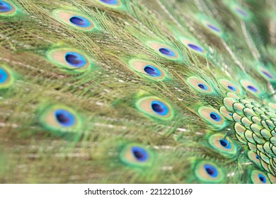 Round Pattern In Peacock Feathers Close Up