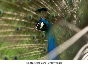 Round Pattern In Peacock Feathers Close Up