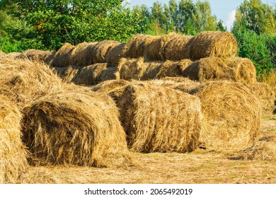 Round Rolls Of Hay Are Stored In The Backyard Of The Animal Farm