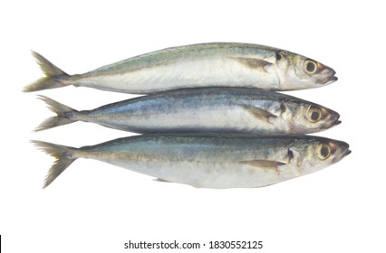 3,726 Scad fish Images, Stock Photos & Vectors | Shutterstock