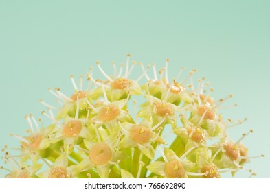 Round shape
Flowers