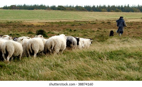 Round Up Sheep Follow The Shepherd