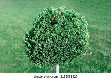 Round Shrub At Green Background . Evergreen Round Bush 