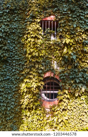 round and square windown with bricks frame on facade coverd with leaves