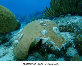 Round starlet coral or massive starlet coral, reef starlet coral (Siderastrea siderea) undersea, Caribbean Sea, Cuba, Playa Cueva de los peces