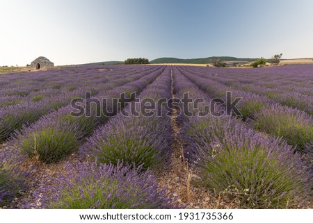 Similar – #A# Purple Field