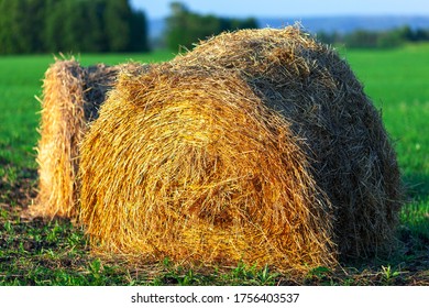 Round Straw Briquette In The Field