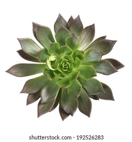 391,242 Succulent white background Images, Stock Photos & Vectors