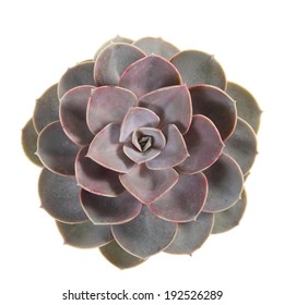 391,242 Succulent white background Images, Stock Photos & Vectors