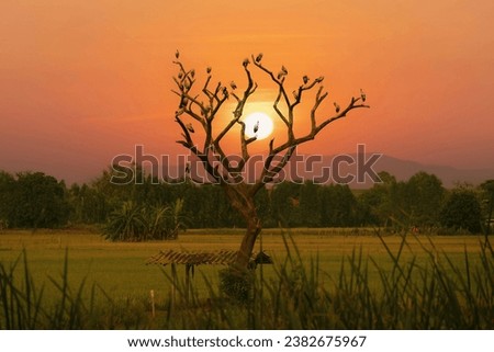 Round sun and sunset scenery with sihouette of tree, rice field with branch of the tree with round sun set in background