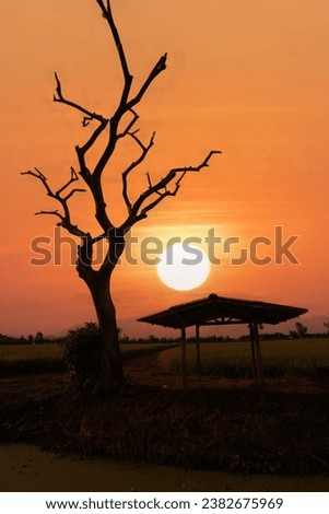 Round sun and sunset scenery with sihouette of tree, rice field with branch of the tree with round sun set in background