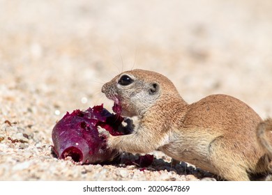 Round Tailed Ground Squirrel, Xerospermophilus Tereticaudus, Eating Ripe Prickly Pear Cactus Fruit On Sand In The Sonoan Desert. Wildlife Foraging In In The Sand. Pima County, Tucson, Arizona, USA.