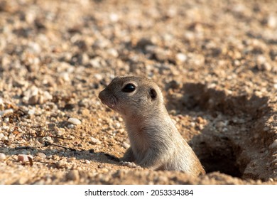 3,483 Burrowing Species Images, Stock Photos & Vectors 