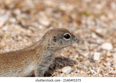 8,668 Desert rodents Images, Stock Photos & Vectors | Shutterstock