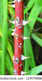 Round Thorny Vine