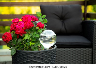 Round Transparent Self Watering Device Globe Inside Potted Rose Plant Soil In Home Garden, Keeps Plants Hydrated During Vacation Period Outdoors.