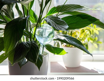 Round Transparent Self Watering Device Globe Inside Potted Peace Lilies Spathiphyllum Plant Soil In Home Interior Indoors, Keeps Plants Hydrated During Vacation Period Inside Home.