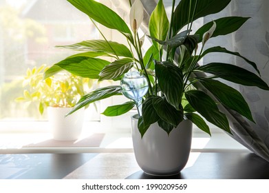 Round Transparent Self Watering Device Globe Inside Potted Peace Lilies Spathiphyllum Plant Soil In Home Interior Indoors, Keeps Plants Hydrated During Vacation Period Inside Home.