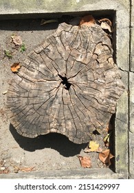 Round Tree Structure Tree Ring Background Stock Photo 2151429997 ...