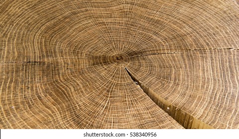 Round wood year rings - hd picture