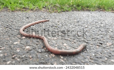 Round worm crawling on pavement in rain