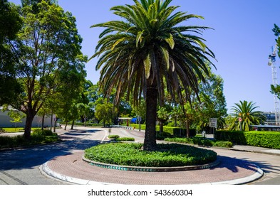 Roundabout With A Palm Tree In Sydney, Australia