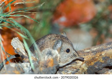 Round-eared elephant shrew or sengi in a terrarium