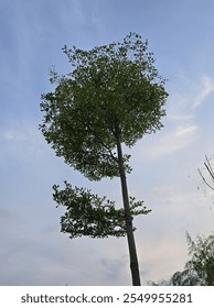 rounded shape tree with a beautiful sky