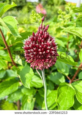 Round-headed garlic (Allium sphaerocephalon) is a plant species in the Amaryllis family. It is a bulbous herbaceous perennial plant. Stock photo © 