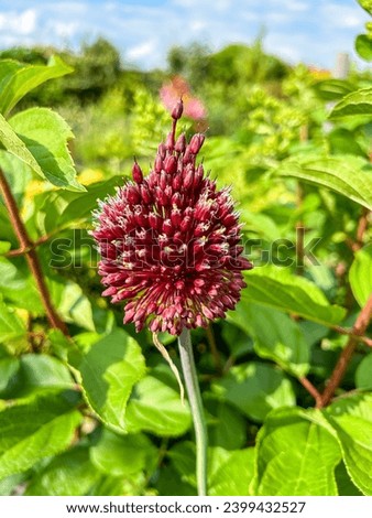 Round-headed garlic (Allium sphaerocephalon) is a plant species in the Amaryllis family. It is a bulbous herbaceous perennial plant. Stock photo © 