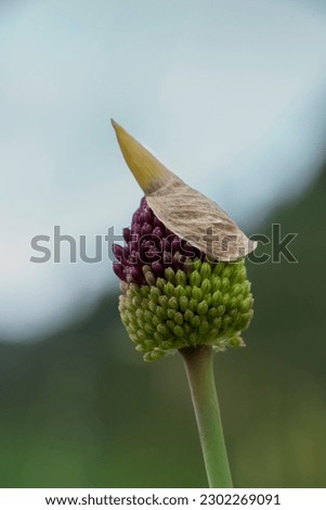 Round-headed leek, round-headed garlic, ball-head onion or Drumstick allium. Wild flower isolated. Allium sphaerocephalon. Stock photo © 