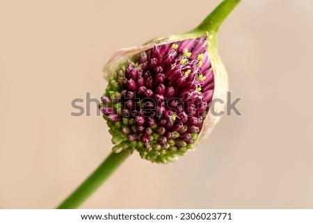 Round-headed leek, round-headed garlic, ball-head onion or Drumstick allium. Wild flower isolated. Allium sphaerocephalon. Stock photo © 