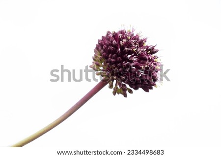 Round-headed leek, round-headed garlic, ball-head onion or Drumstick allium. Wild flower isolated on white. Allium sphaerocephalon. Stock photo © 