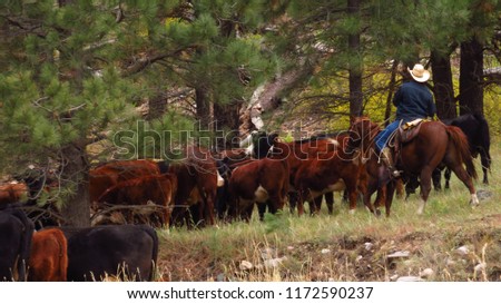 Rounding up the cattle