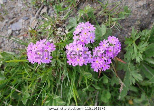 Roundleaf Rock Jasmine Small Type Flowers Stock Image