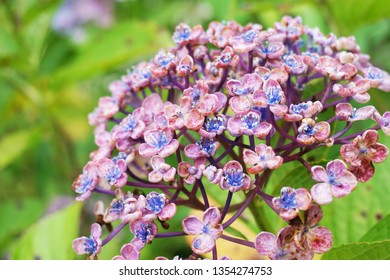 Roundpetal Hydrangea Uzu Ajisai Flowers Fugenzan Stock Photo Edit Now