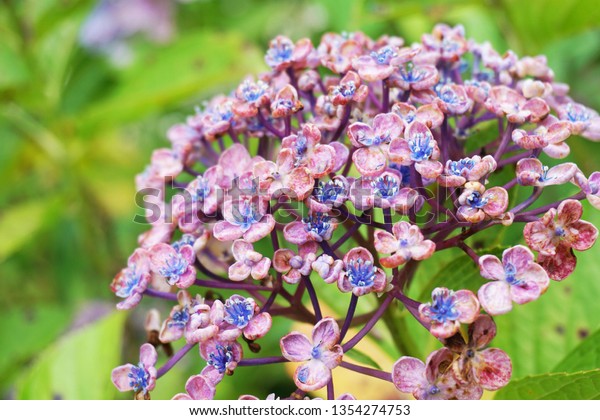 Roundpetal Hydrangea Uzu Ajisai Flowers Fugenzan Stock Photo Edit Now