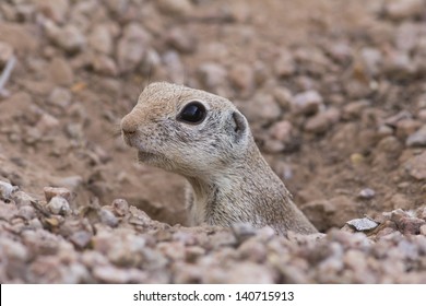 485 Round tailed ground squirrel Images, Stock Photos & Vectors ...