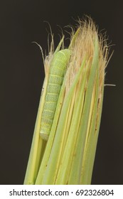 Round-winged Muslin, Caterpillar, (Orthosia Cerasi)