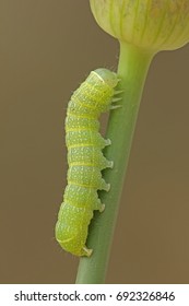 Round-winged Muslin, Caterpillar, (Orthosia Cerasi)