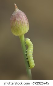 Round-winged Muslin, Caterpillar, (Orthosia Cerasi)