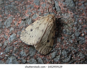 Round-winged Muslin Moth ( Thumatha Senex ). Sitting On A Wall