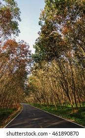 Route Cuts Through Rubber Plantations                           