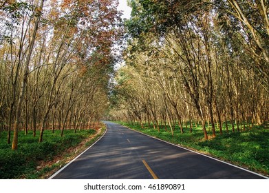 Route Cuts Through Rubber Plantations                            