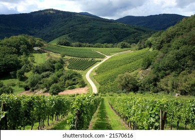 Route Des Vines In Alsace  France, Vineyard.