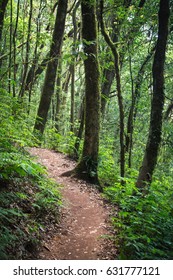 Route inside rainforest mountain surrounded by tall green tree and bush. 