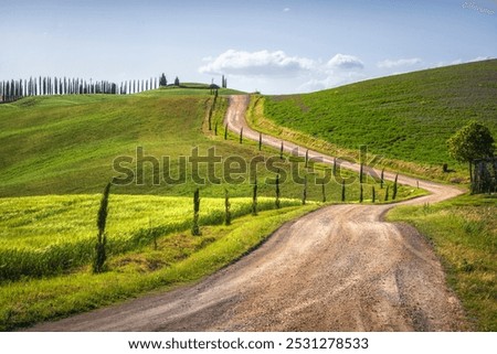 Route of the Via Francigena, winding road, wheat fields and trees. Monteroni d'Arbia, Province of Siena, Tuscany region, Italy, Europe