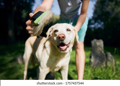 Routine Dog Care. Pet Owner Is Brushing Fur Of His Labrador Retriever.