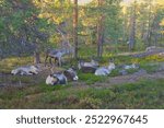 Rovaniemi Reindeer Herd Resting in the Autumn Forest of the Arctic Circle, Finland – A Glimpse of Nordic Wildlife