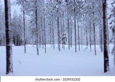 Rovaniemi Road. Tree. Winter Finland